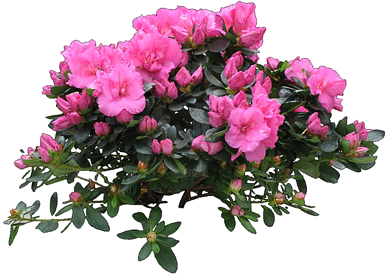 杜鹃花卉盆摘树木png