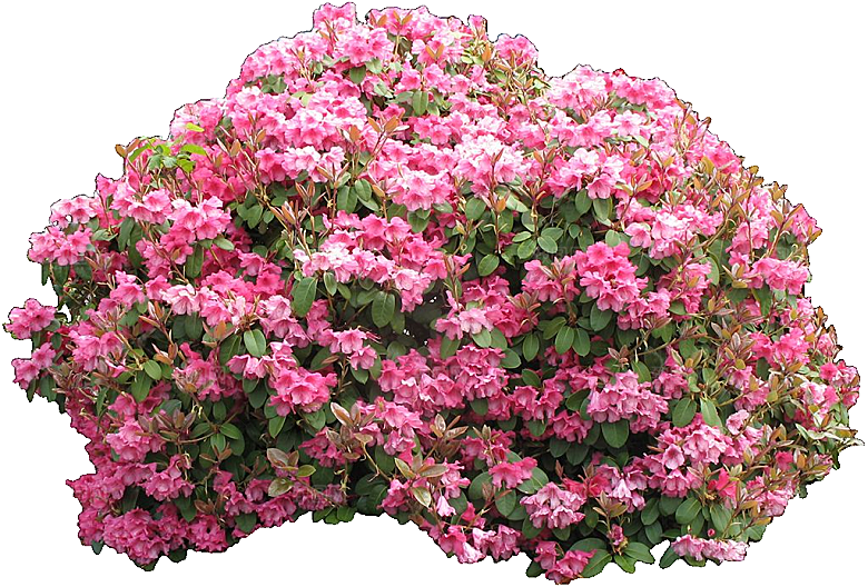 杜鹃花卉盆摘树木png