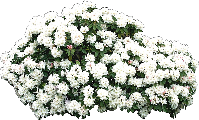 杜鹃花卉盆摘树木png