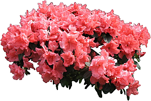 杜鹃花卉盆摘树木png