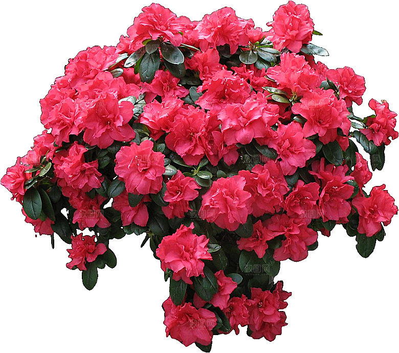 杜鹃花png免扣元素