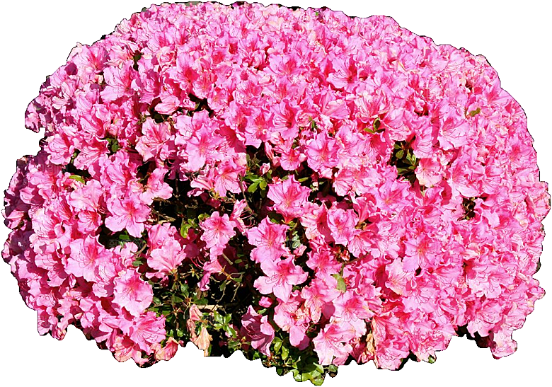 杜鹃花png免扣元素