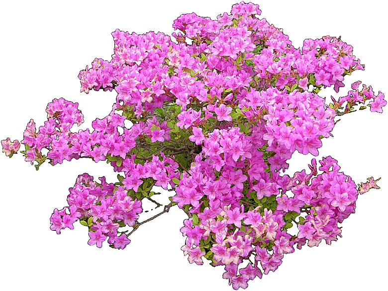 杜鹃花png免扣元素