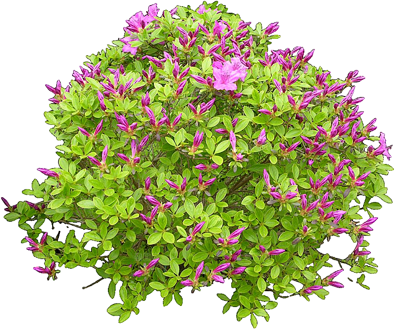 杜鹃花png免扣元素