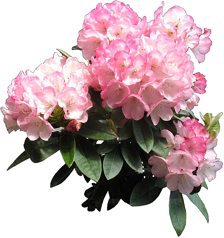 杜鹃花png免扣元素