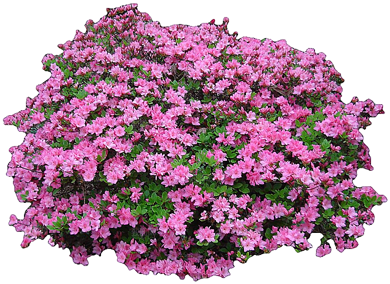杜鹃花png免扣元素