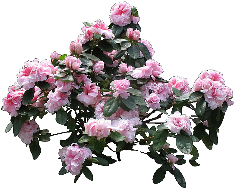 杜鹃花png免扣元素