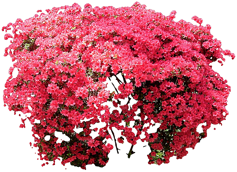 杜鹃花png免扣元素