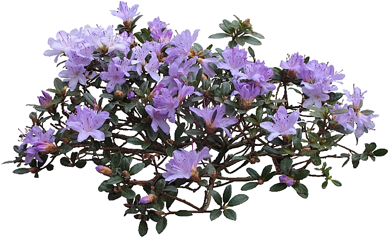 杜鹃花png免扣元素