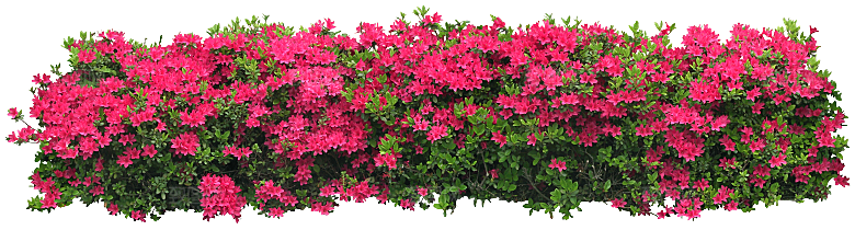 杜鹃花枝红色杜鹃花卉png素材