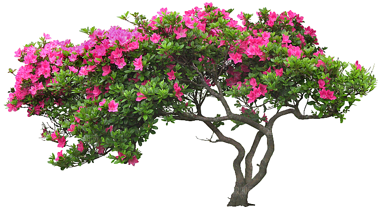 杜鹃花枝红色杜鹃花卉png素材