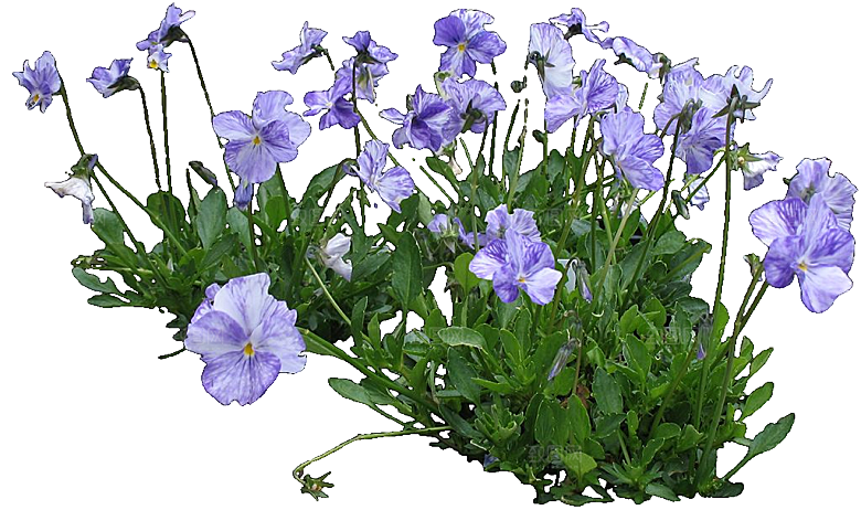 二月兰花卉png素材