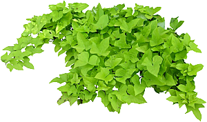 番薯绿色植物素材