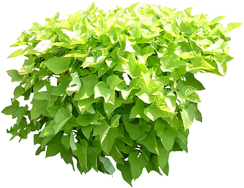 番薯绿色植物素材