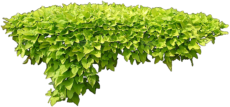 番薯绿色植物素材