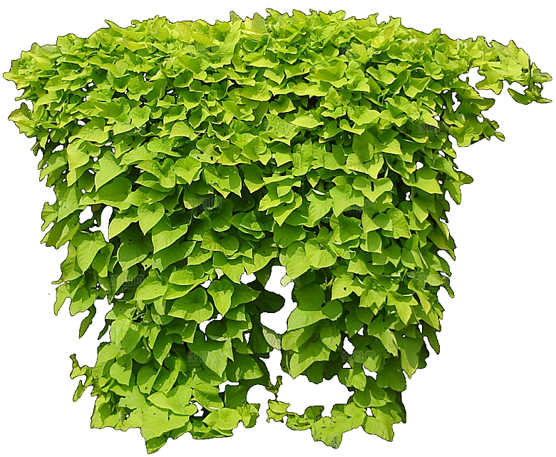 番薯绿色植物素材