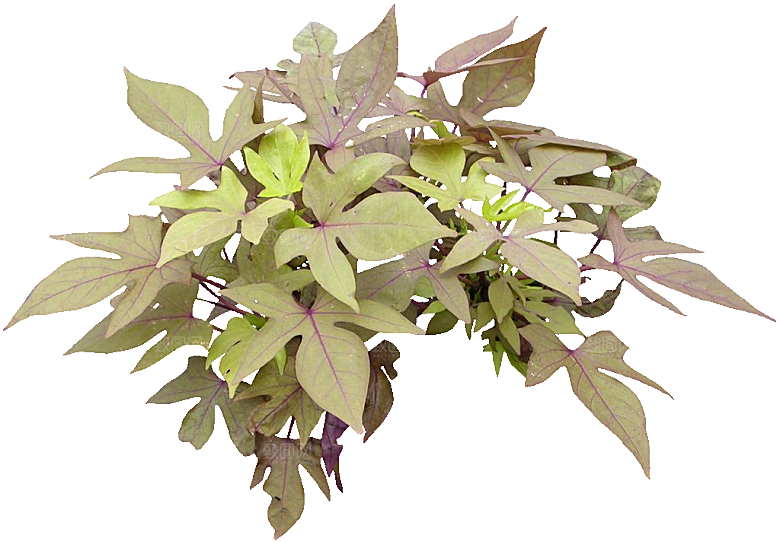 番薯绿色植物素材