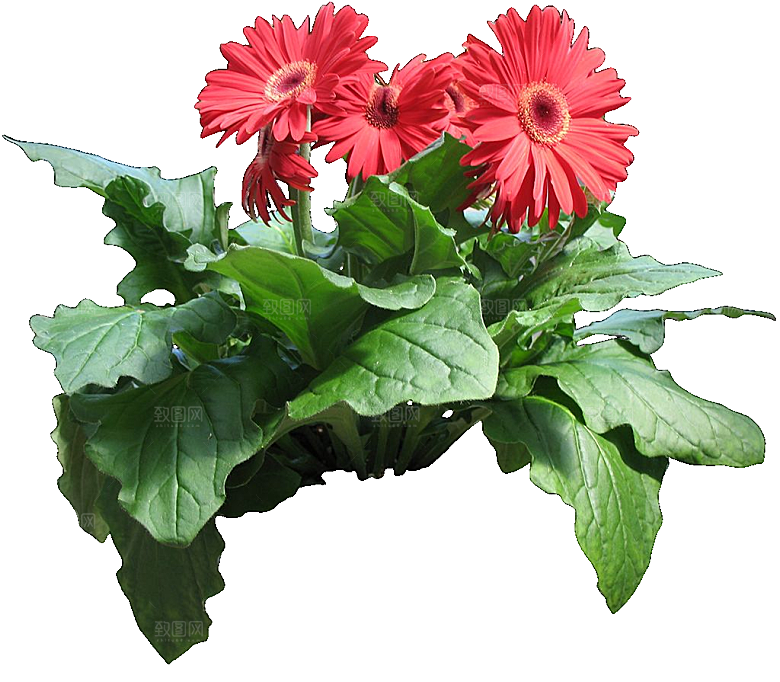 非洲菊花png素材