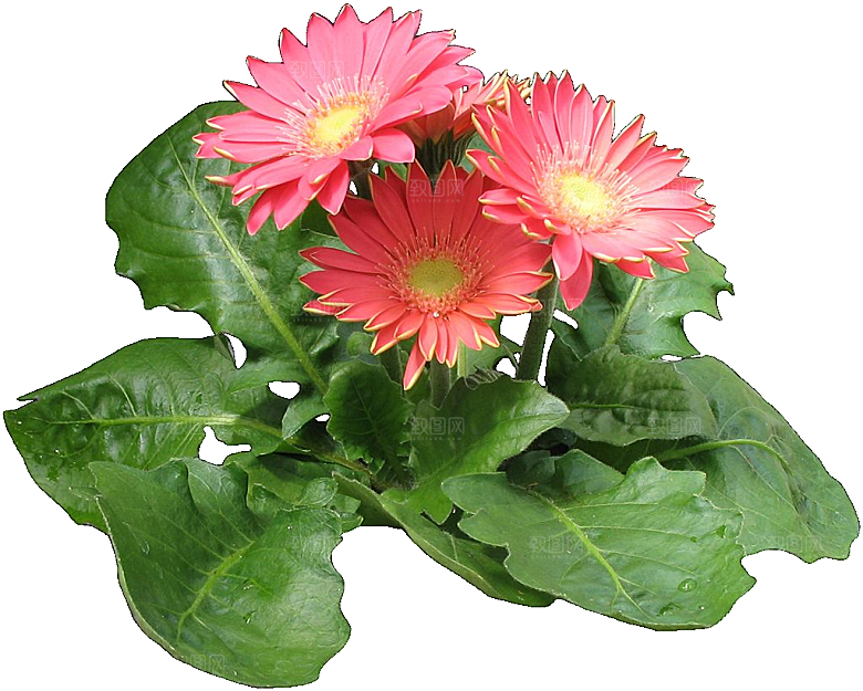 非洲菊花png素材