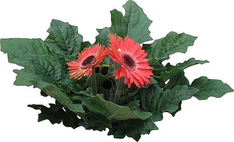 非洲菊花png素材