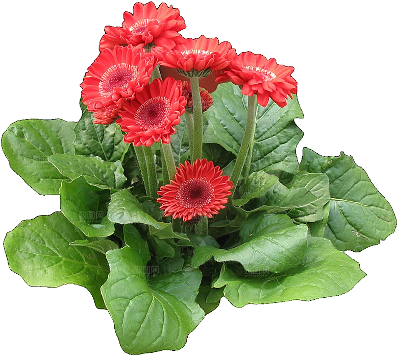 非洲菊花png素材