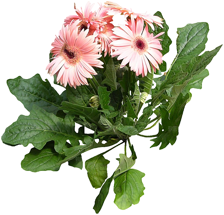 非洲菊花png素材