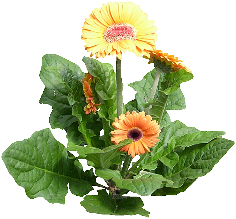 非洲菊花png素材