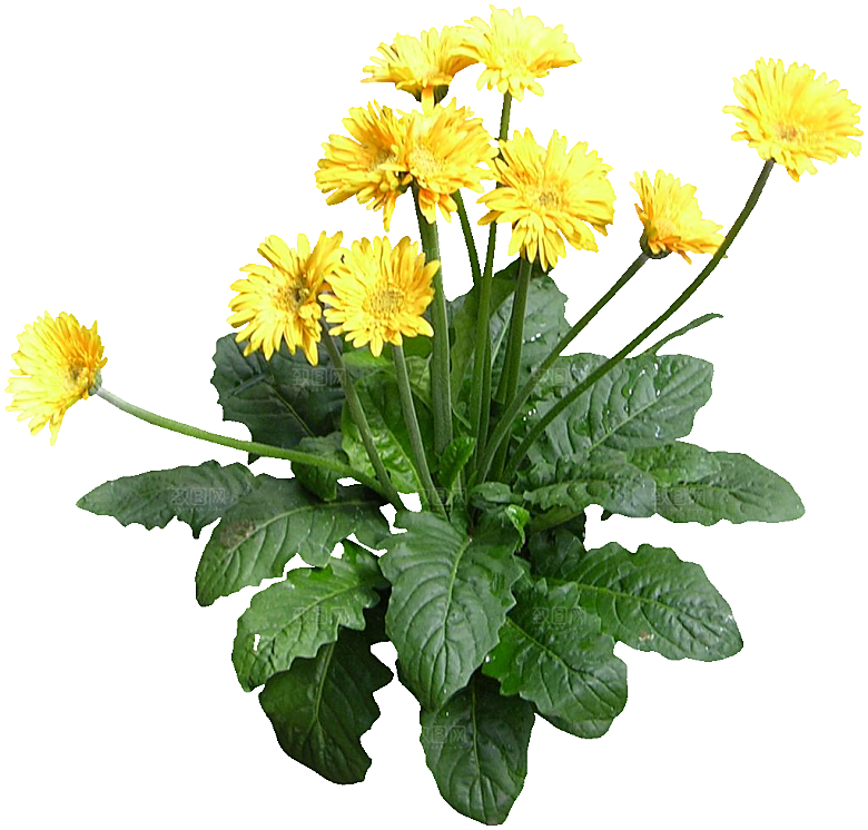 非洲菊花png素材