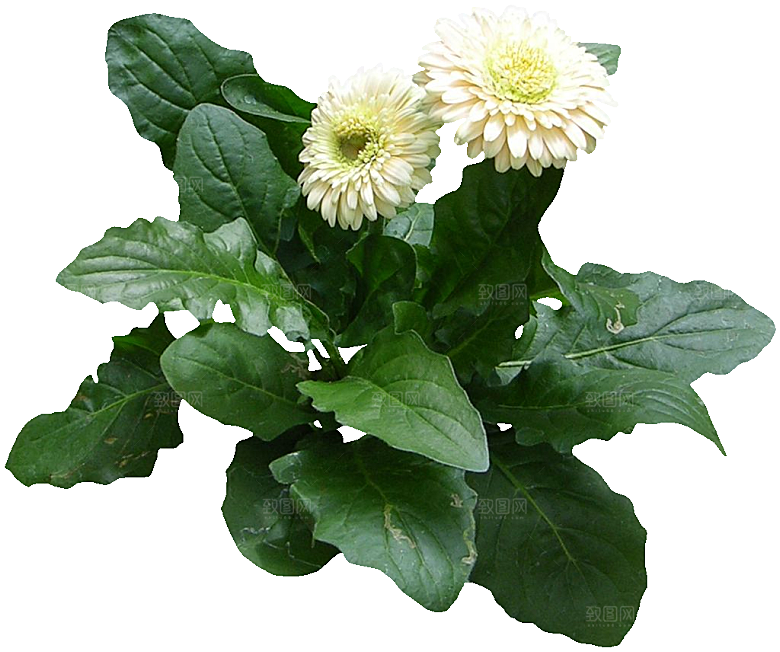 非洲菊png免扣元素