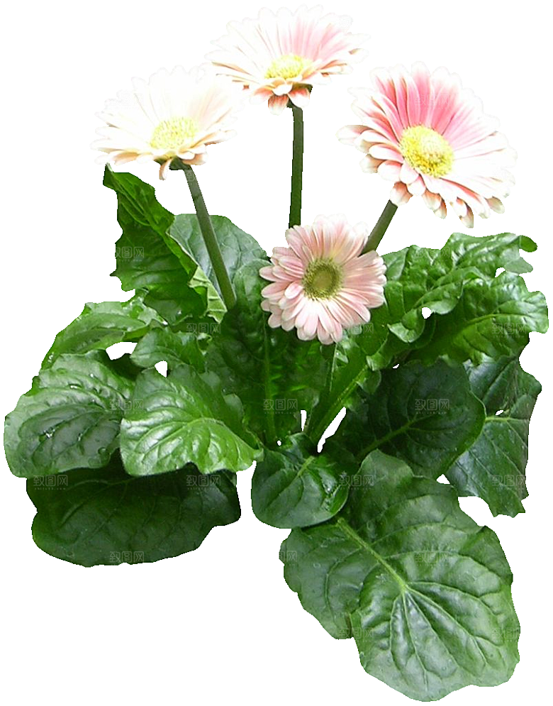 非洲菊png免扣元素