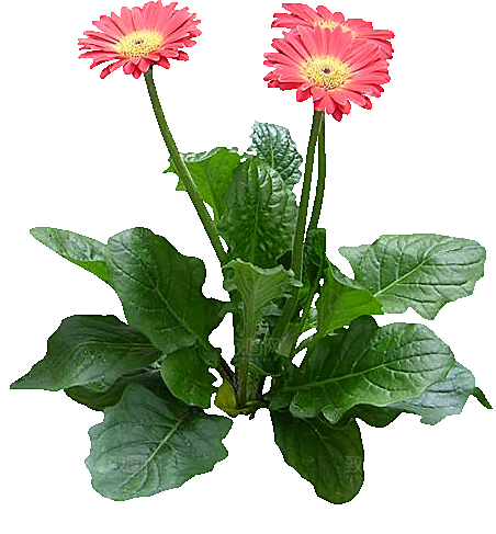 非洲菊png免扣元素