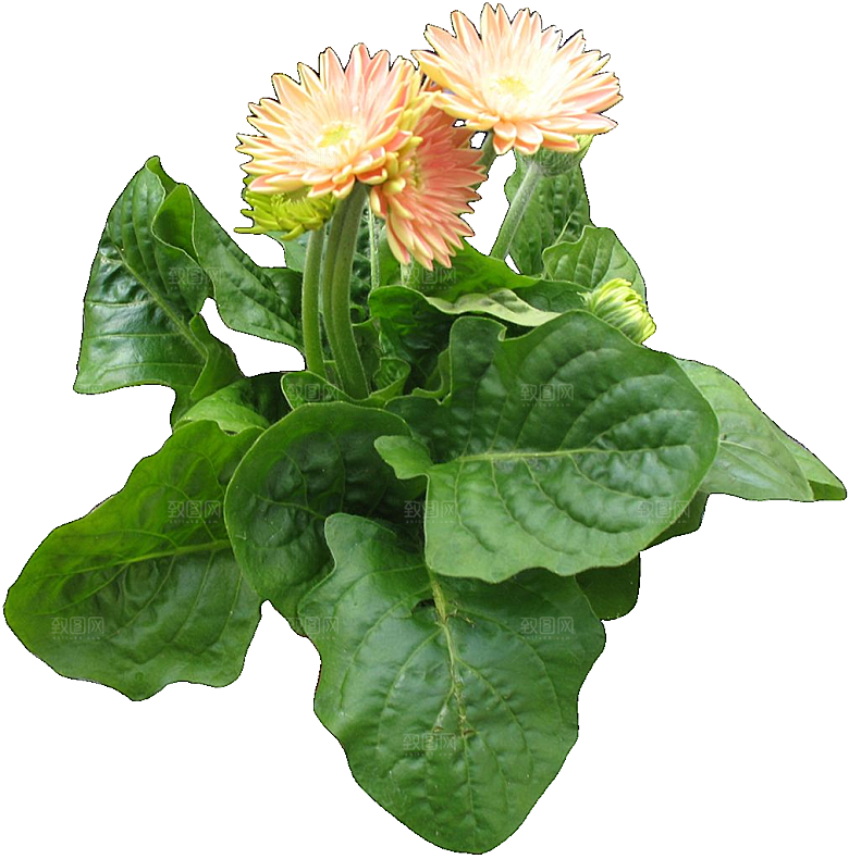 非洲菊png免扣元素