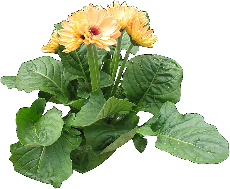 非洲菊png免扣元素