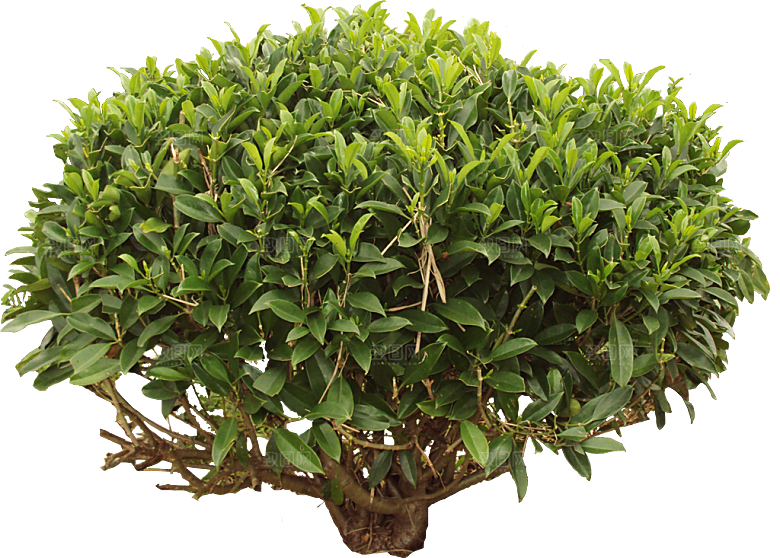 非洲茉莉png植物手册