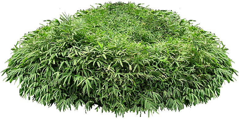 菲白竹png植物素材