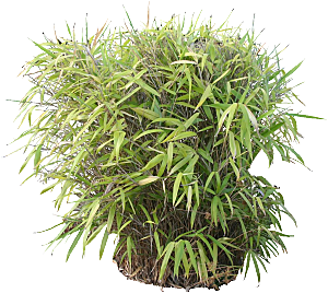 菲白竹png植物素材