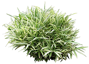 菲白竹png植物素材