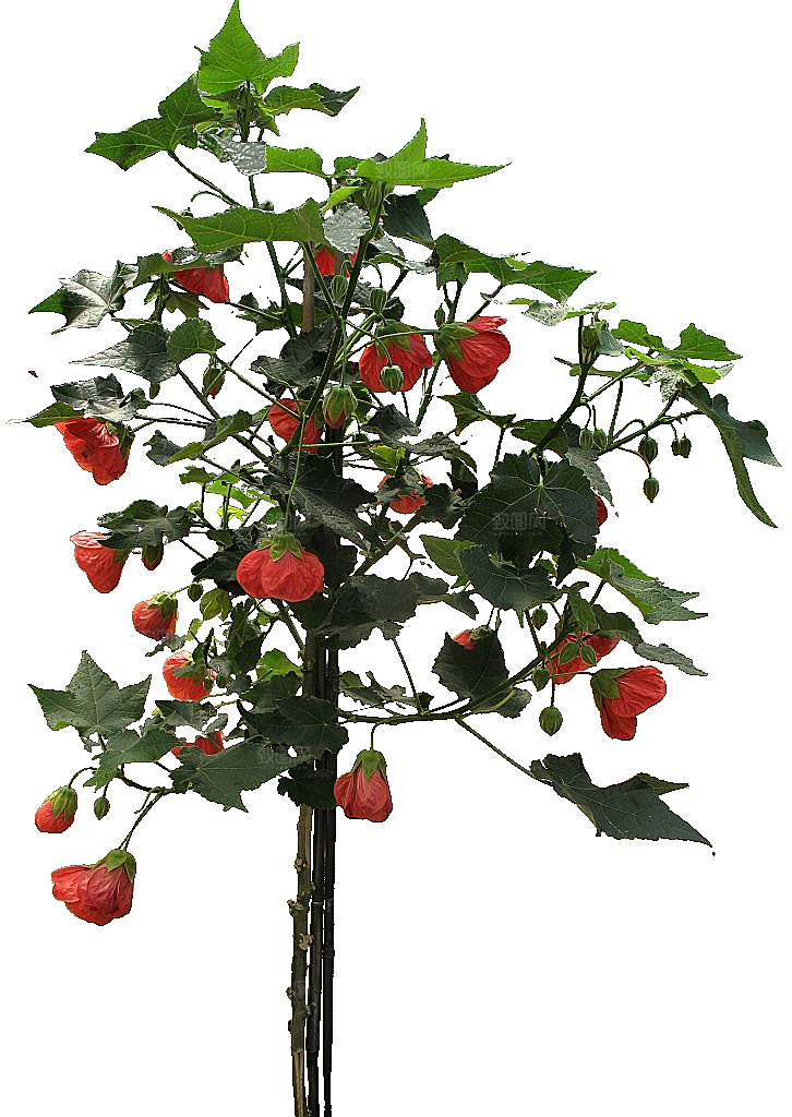 风铃花png素材