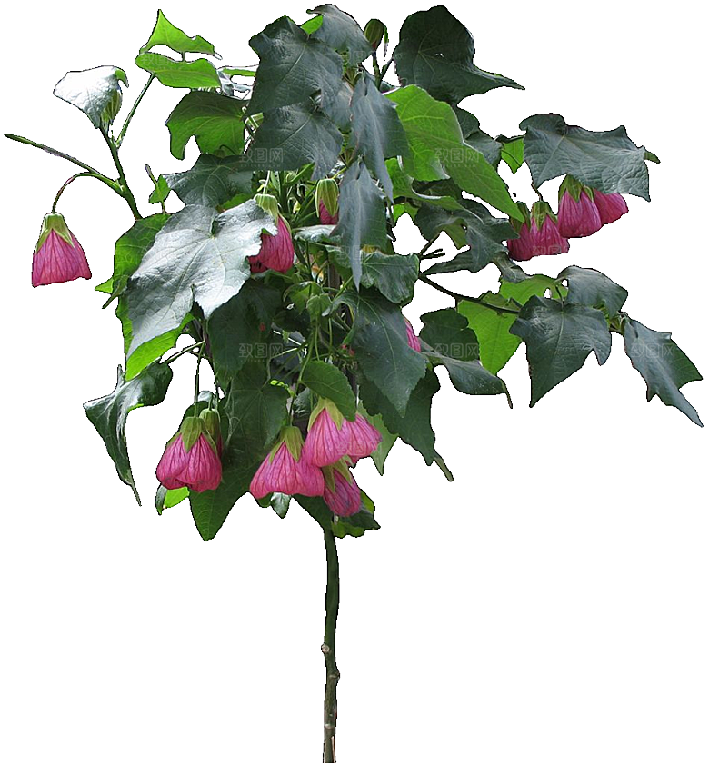 风铃花png素材