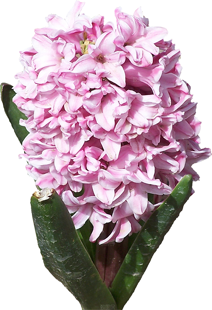 风信子鲜花花卉png素材