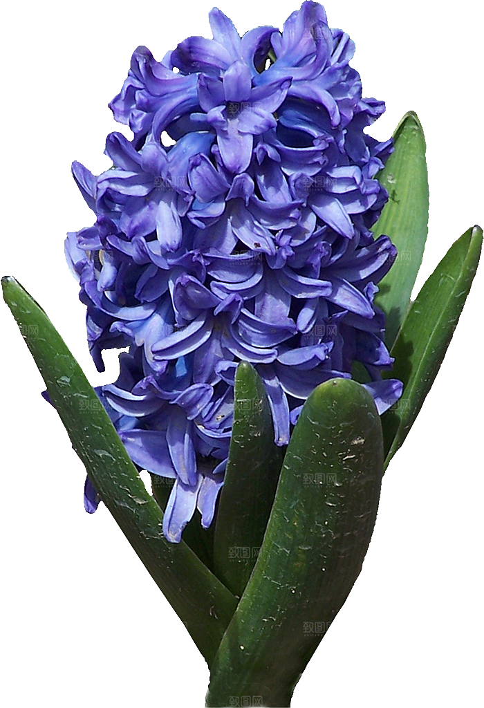 风信子鲜花花卉png素材