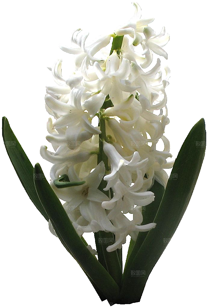 风信子鲜花花卉png素材