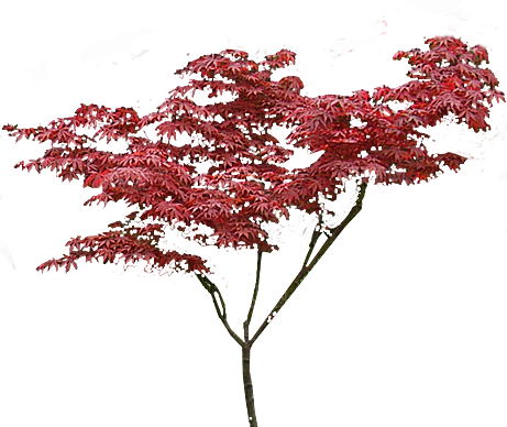 红枫免扣元素png