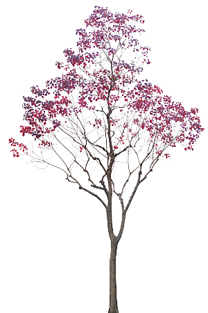 北美枫香植物树木png素材