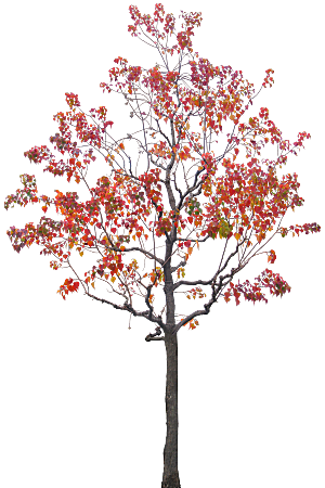 北美枫香植物树木png素材
