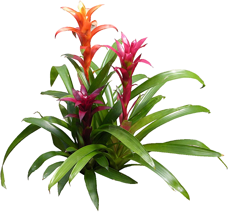 红色莺哥凤梨鲜花png素材