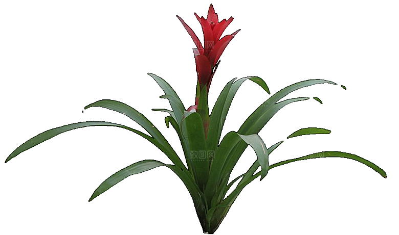 红色莺哥凤梨鲜花png素材