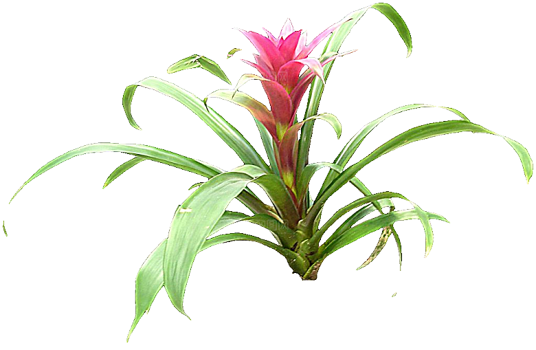 红色莺哥凤梨鲜花png素材