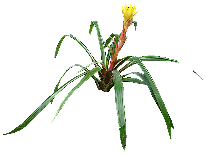 红色莺哥凤梨鲜花png素材