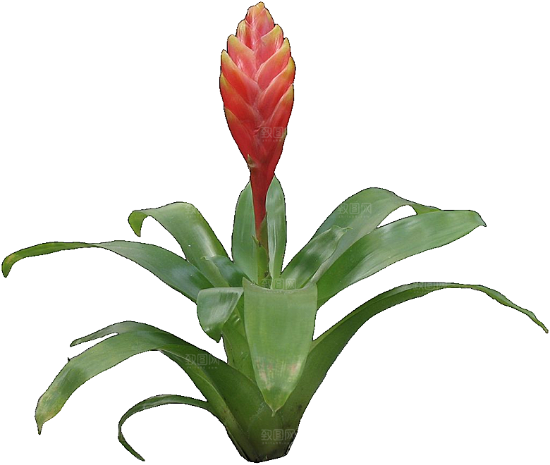 红色莺哥凤梨鲜花png素材
